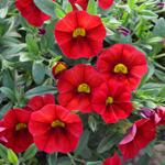 Calibrachoa Portucal Patio Red